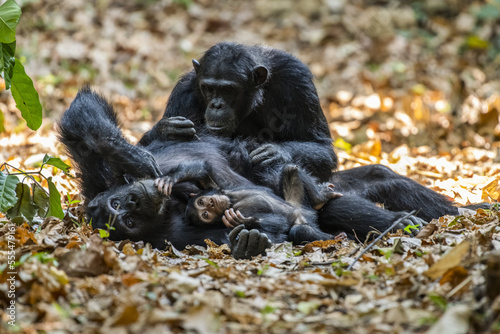 Female Chimpanzee (Pan troglodytes) lying on its back with baby in arms is groomed by another female in Mahale Mountains National Park on the shores of Lake Tanganyika; Tanzania photo