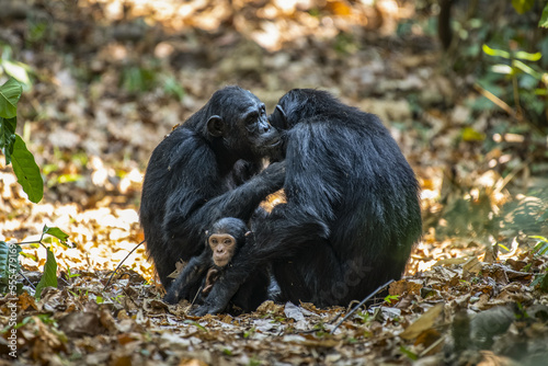 Female Chimpanzees (Pan troglodytes) grooming each other while one of their babies sits between them in Mahale Mountains National Park on the shores of Lake Tanganyika; Tanzania photo