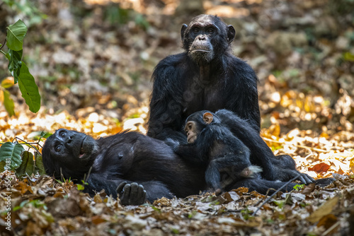 Female Chimpanzee (Pan troglodytes) lying on her back cradles her baby while another female Chimpanzee looks on in Mahale Mountains National Park on the shores of Lake Tanganyika; Tanzania photo