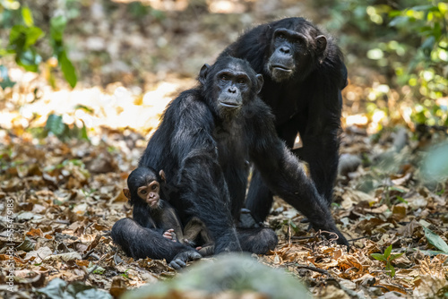 Female Chimpanzee (Pan troglodytes) and a tiny baby in Mahale Mountains National Park on the shores of Lake Tanganyika; Tanzania photo