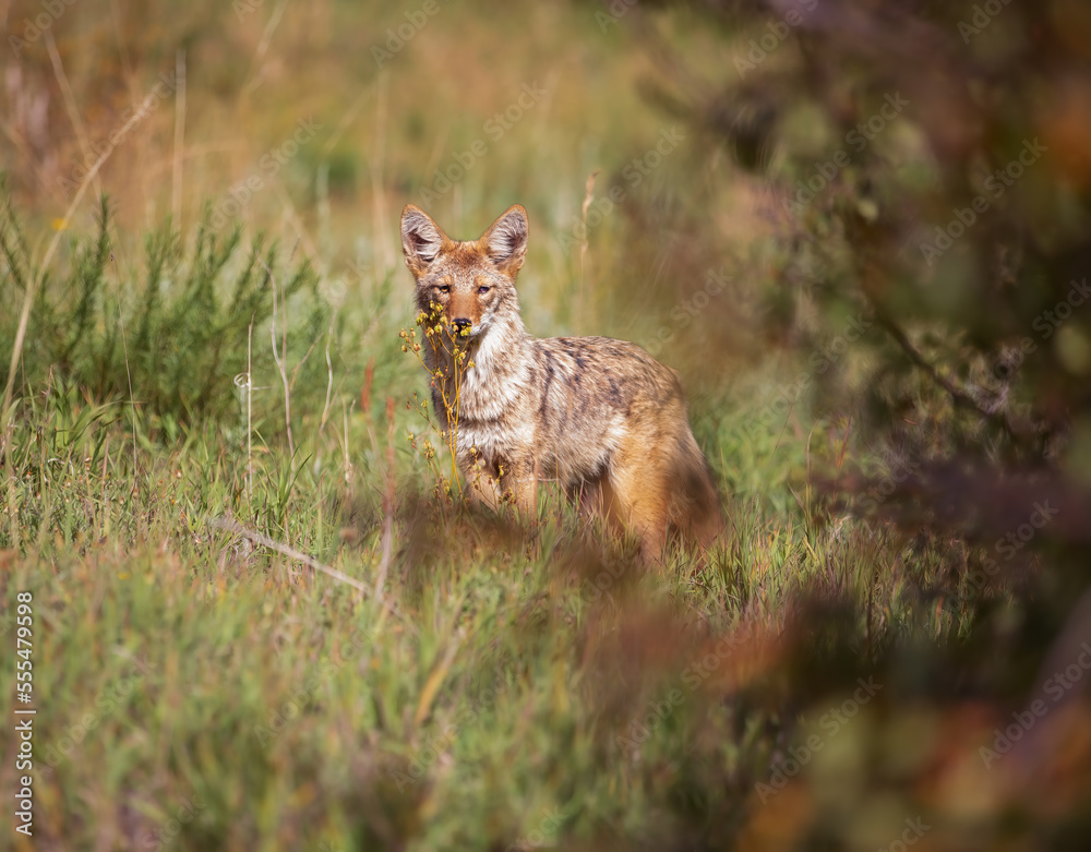 Fototapeta premium Coyote