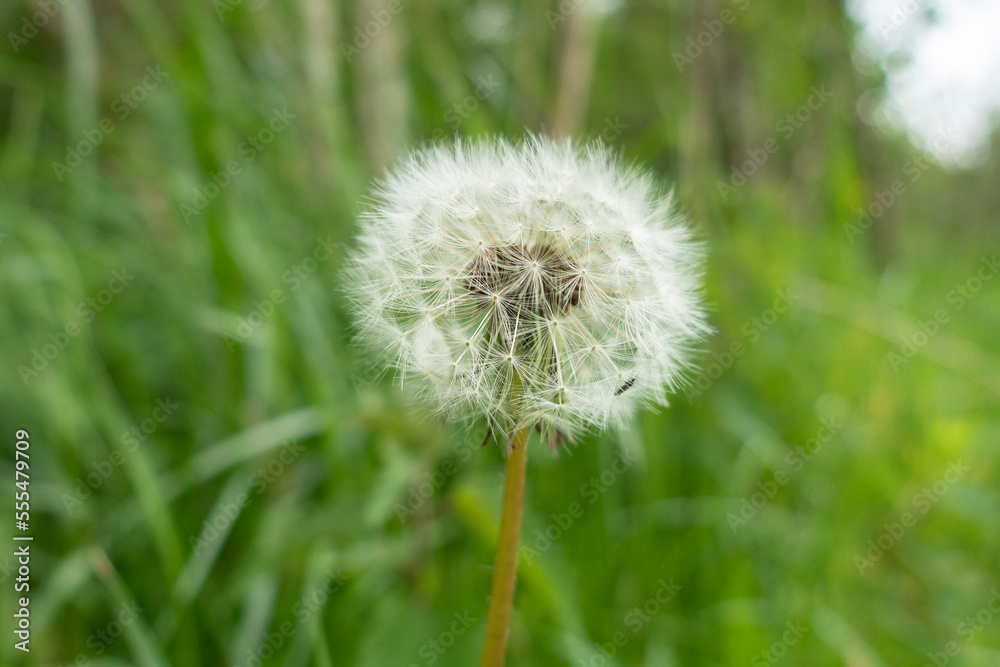 Pusteblume Pusteblume
