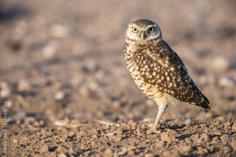 Burrowing Owl (Athene cunicularia) perched on the ground; Casa Grande, Arizona, United States of America