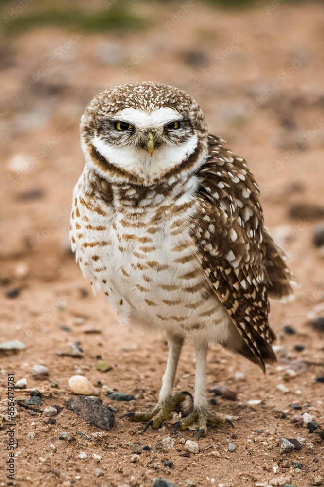Nearly full-grown Burrowing Owl (Athene cunicularia) chick perched on the ground; Casa Grande, Arizona, United States of America Nearly full-grown Burrowing Owl (Athene cunicularia) chick perched on the ground; Casa Grande, Arizona, United States of America
