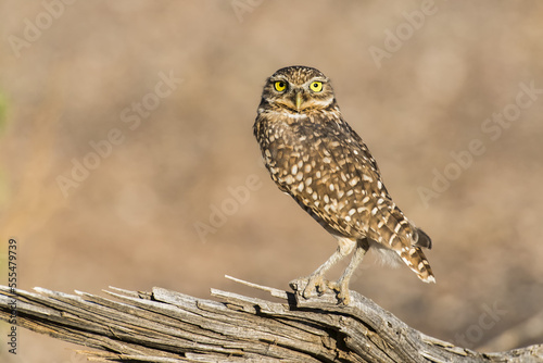 Burrowing Owl (Athene cunicularia) perched on log with pupils dilated to different sizes due to orientation to sun; Casa Grande, Arizona, United States of America photo