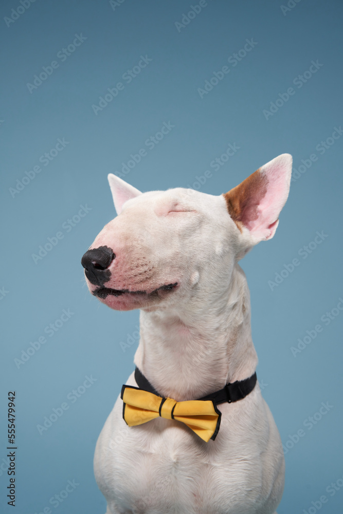 happy bull terrier on a blue background. cute dog in a yellow bow tie in studio, for design.
