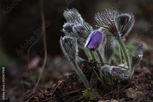 Purple Eastern pasqueflower (Pulsatilla patens) blooming in spring in Lithuania forest
