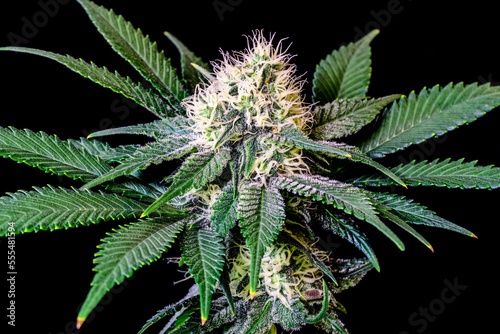 Marijuana plant in mid flowering stage; Studio