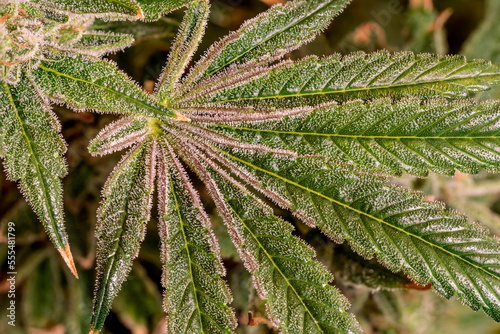 Cannabis plant in late flowering stage; Cave Junction, Oregon, United States of America