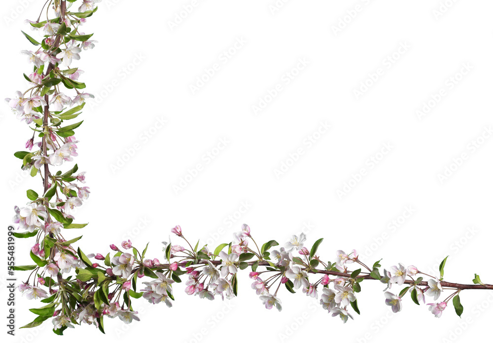 Branch of the beautiful spring flowers blossoms Branch of the beautiful spring flowers blossoms