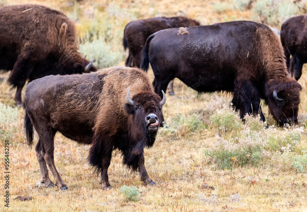 American Bison (Bison bison) grazing on grass and plants, Yellowstone National Park; United States of America American Bison (Bison bison) grazing on grass and plants, Yellowstone National Park; United States of America