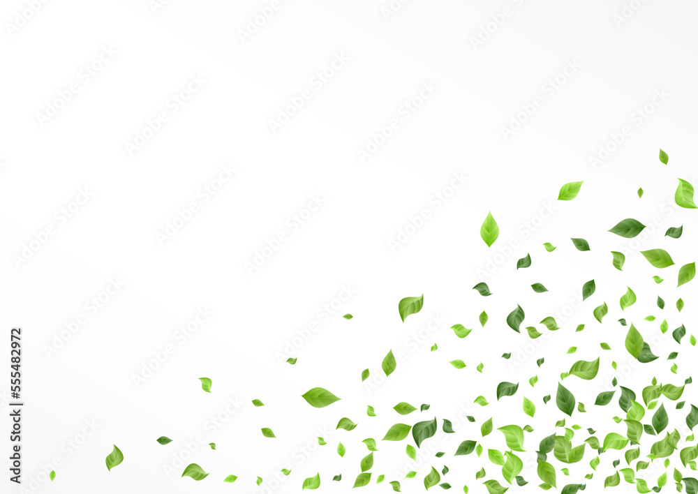 Grassy Leaf Realistic Vector White Background Grassy Leaf Realistic Vector White Background