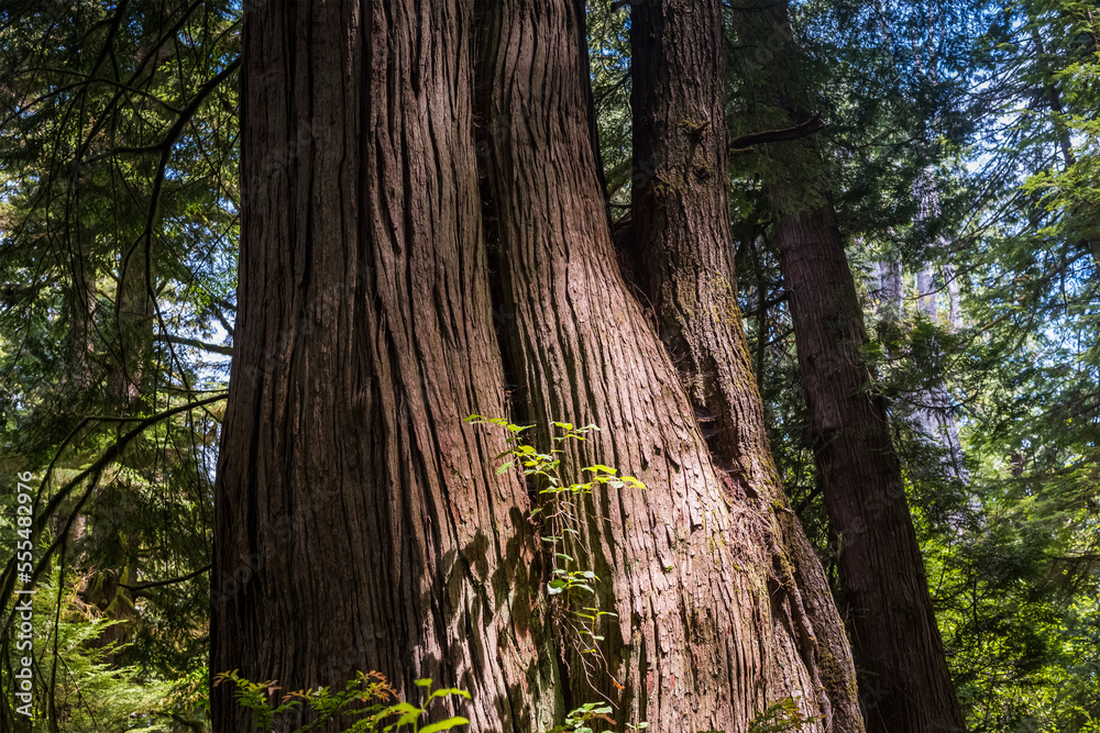 The trunks of large trees fused together in growth, Don Bonker Cedar Grove Trail; Naselle, Long Island, Washington, United States of America The trunks of large trees fused together in growth, Don Bonker Cedar Grove Trail; Naselle, Long Island, Washington, United States of America