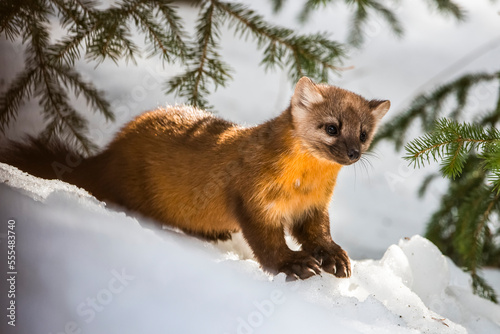 American Marten (Martes americana) sits on snowbank beneath conifer branches; Silver Gate, Montana, United States of America
