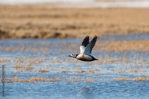 Male Steller's Eider (Polysticta stelleri) in breeding plumage flying over the tundra near Utquiagvik (formerly Barrow) on Alaska's North Slope; Alaska, United States of America photo