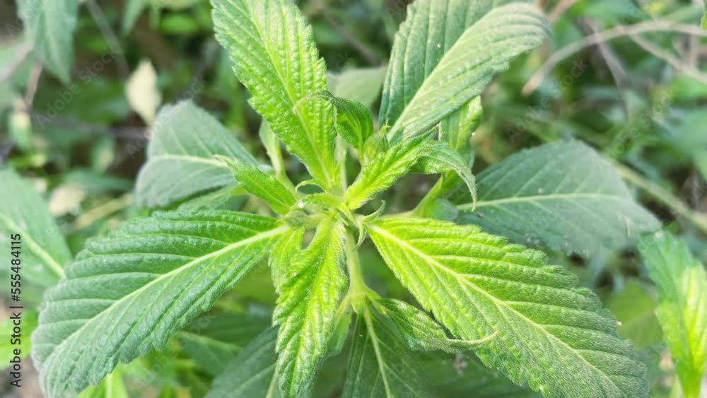mint leaves in the garden