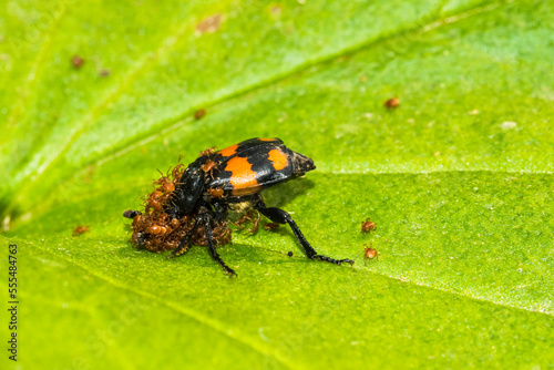 Burying Beetle (Nicrophorus vespilloides) carrying phoretic (hitch-hiking) mites on green leaf; Fairbanks, Alaska, United States of America photo