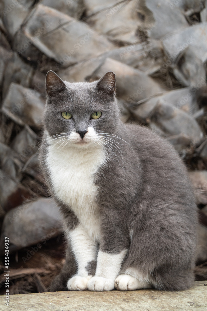 Obraz premium Stray cat sitting near dump