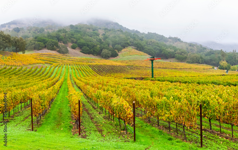 Fog over a vineyard in Napa Valley; California, United States of America Fog over a vineyard in Napa Valley; California, United States of America