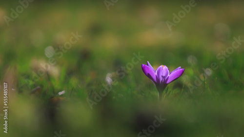 Krokus isoliert in einer Wiese in grünem Gras mit Bokeh.