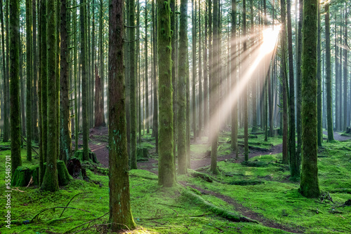 Sun rays through the misty air in a rainforest; British Columbia, Canada