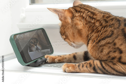 Animal. A beautiful Bengal cat lies on the table and looks at the phone screen at a cat that looks like him.
