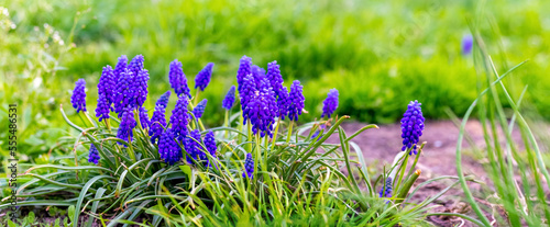 Blue muscari in the garden among green grass, spring flowers