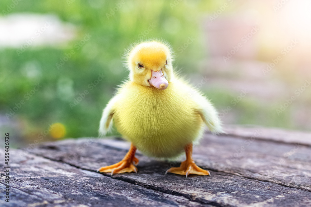 Little yellow fluffy duckling on a wooden surface in the garden