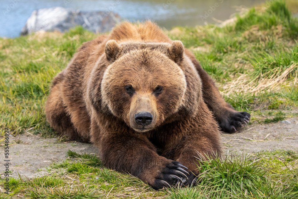Brown bear (Ursus arctos) sow lying down on grass and looking at the camera, Alaska Wildlife Conservation Centre, South-central Alaska; Portage, Alaska, United States of America Brown bear (Ursus arctos) sow lying down on grass and looking at the camera, Alaska Wildlife Conservation Centre, South-central Alaska; Portage, Alaska, United States of America