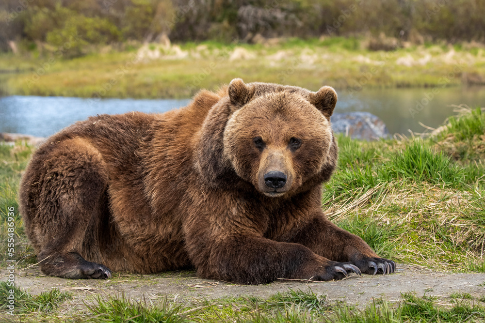 Brown bear (Ursus arctos) sow lying down on grass and looking at the camera, Alaska Wildlife Conservation Centre, South-central Alaska; Portage, Alaska, United States of America Brown bear (Ursus arctos) sow lying down on grass and looking at the camera, Alaska Wildlife Conservation Centre, South-central Alaska; Portage, Alaska, United States of America