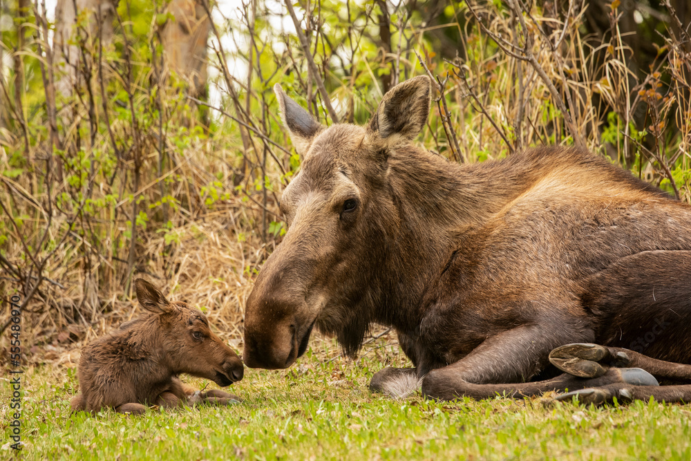 Tender moment between cow moose (Alces alces) and calf, South-central Alaska; Anchorage, Alaska, United States of America Tender moment between cow moose (Alces alces) and calf, South-central Alaska; Anchorage, Alaska, United States of America