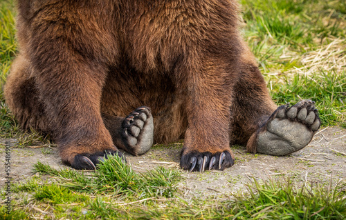 Brown bear (Ursus arctos) sow sitting on grass showing large paws, Alaska Wildlife Conservation Centre, South-central Alaska; Portage, Alaska, United States of America