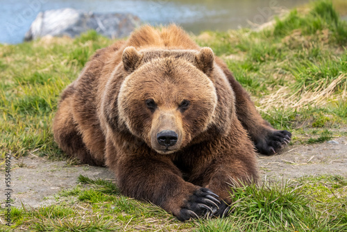 Wallpaper Mural Brown bear (Ursus arctos) sow lying down on grass and looking at the camera, Alaska Wildlife Conservation Centre, South-central Alaska; Portage, Alaska, United States of America Torontodigital.ca