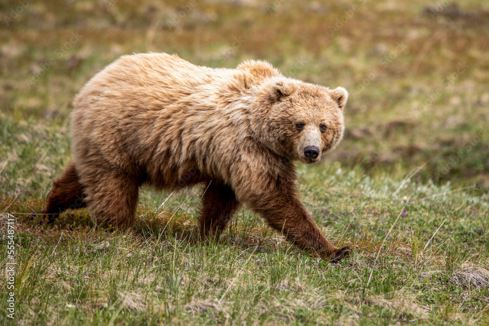 Light coloured adult grizzly bear sow (Ursus arctos hornbilis), Denali National Park and Preserve; Alaska, United States of America Light coloured adult grizzly bear sow (Ursus arctos hornbilis), Denali National Park and Preserve; Alaska, United States of America