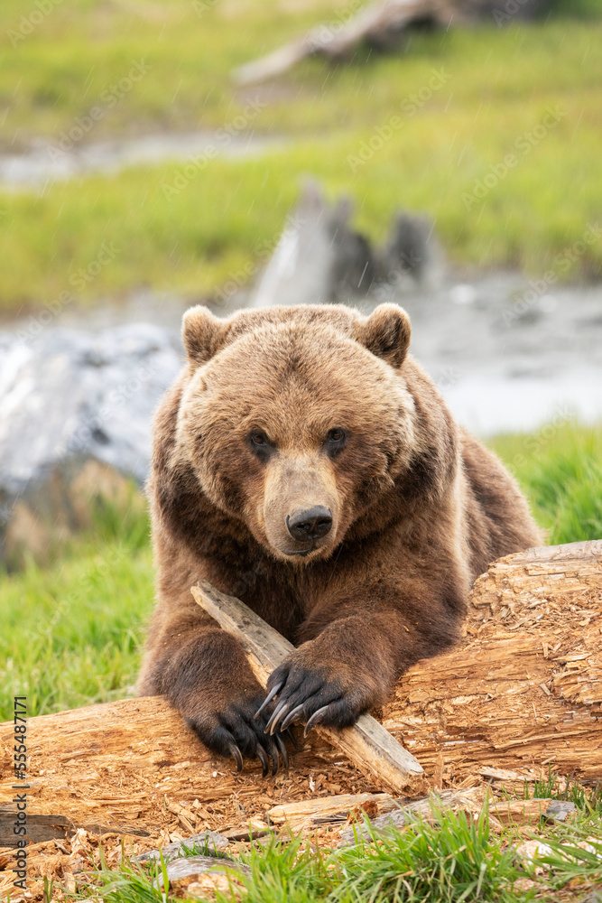 Grizzly bear sow (Ursus arctos horribilis) looks at camera as it plays with a stick, Alaska Wildlife Conservation Center, South-central Alaska; Portage, Alaska, United States of America Grizzly bear sow (Ursus arctos horribilis) looks at camera as it plays with a stick, Alaska Wildlife Conservation Center, South-central Alaska; Portage, Alaska, United States of America