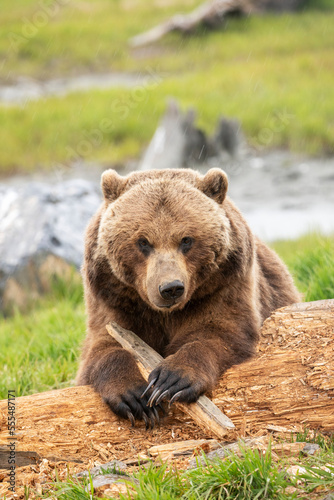 Wallpaper Mural Grizzly bear sow (Ursus arctos horribilis) looks at camera as it plays with a stick, Alaska Wildlife Conservation Center, South-central Alaska; Portage, Alaska, United States of America Torontodigital.ca