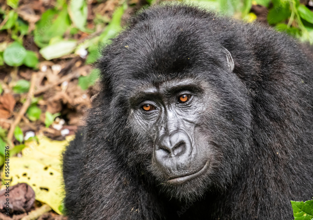 Mountain gorilla (Gorilla beringei beringei), Bwindi Impenetrable National Park; Western Region, Uganda Mountain gorilla (Gorilla beringei beringei), Bwindi Impenetrable National Park; Western Region, Uganda