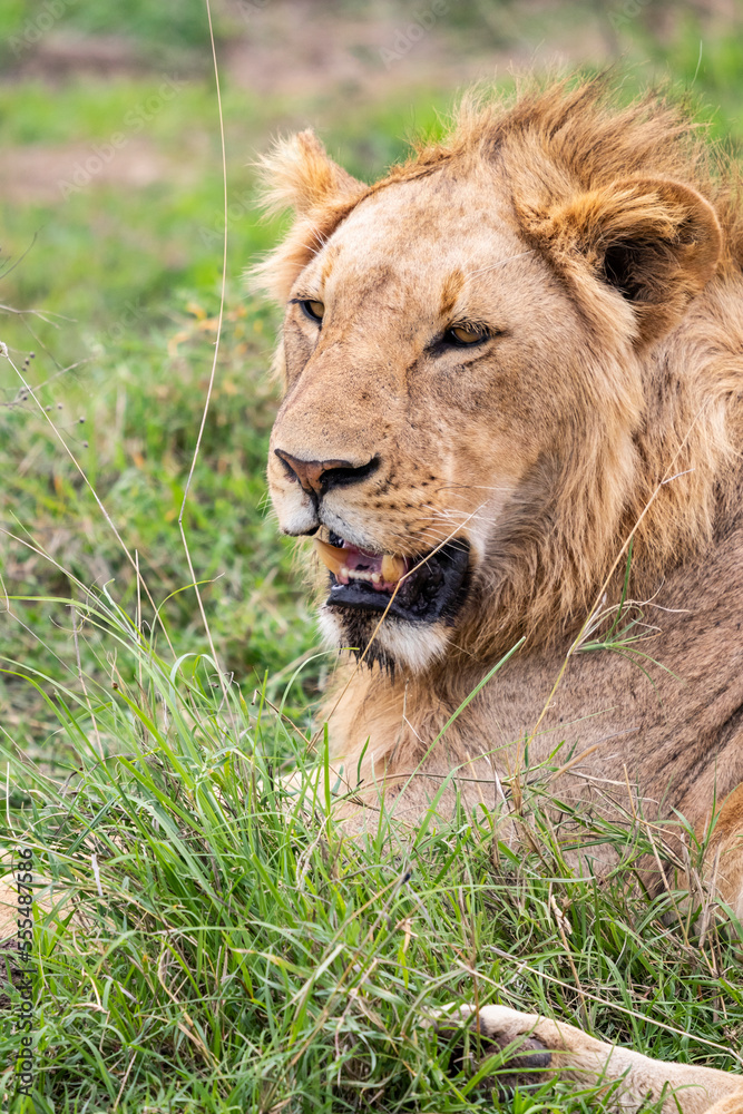 Lion (Panthera leo), Ngorongoro Crater, Ngorongoro Conservation Area; Arusha Region, Tanzania Lion (Panthera leo), Ngorongoro Crater, Ngorongoro Conservation Area; Arusha Region, Tanzania