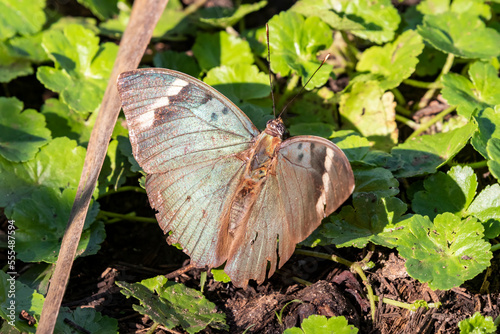 Butterfly (Lepidoptera), Bigodi Wetland Sanctuary, Bwindi Impenetrable Forest; Western Region, Uganda photo