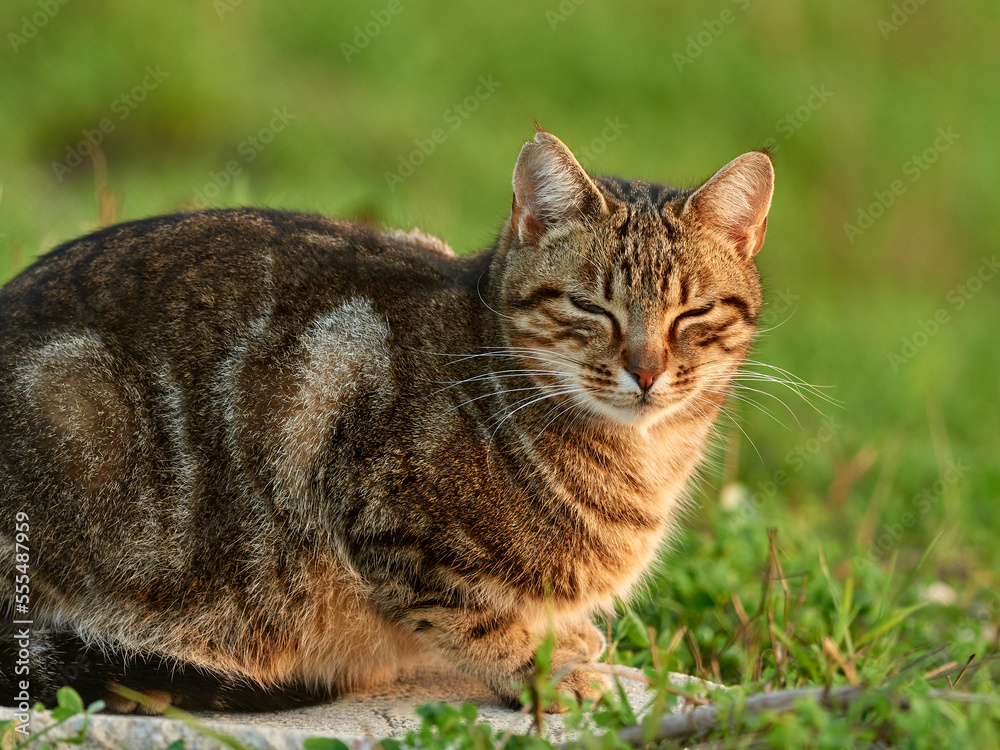 Free domestic cat on a natural environment. Felis catus. Free domestic cat on a natural environment. Felis catus.
