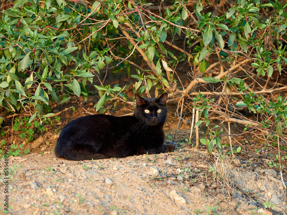Free domestic cat on a natural environment. Felis catus. Free domestic cat on a natural environment. Felis catus.