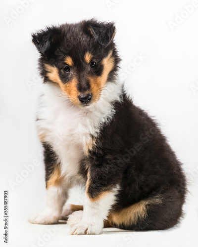 Studio portrait of a 6-week old tricolour Rough Collie puppy on white background; Studiou photo