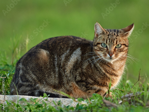 Free domestic cat on a natural environment. Felis catus.   © Macronatura.es
