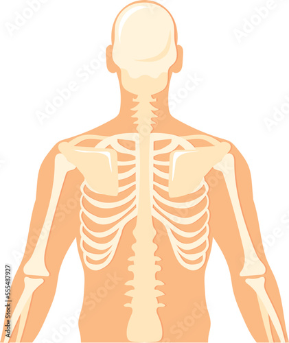 Upper body skeleton rear view. Human bone structure