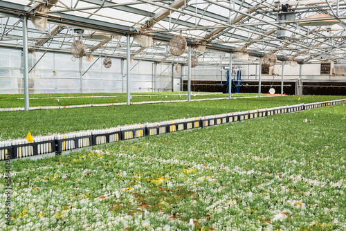 Container grown pine seedlings shedding the last of their seed coat in a greenhouse on the USDA Forest Service Placerville Nursery; Placerville, California, United States of America photo