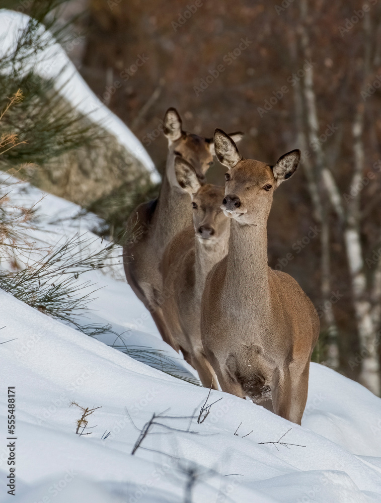 Wild female red deers (doe) and fawn (Cervus elaphus) with winter coat moving in the snow on a alpine slope in soft morning light. Italian Alps, Piedmont. Animal family - Animals in the snow.