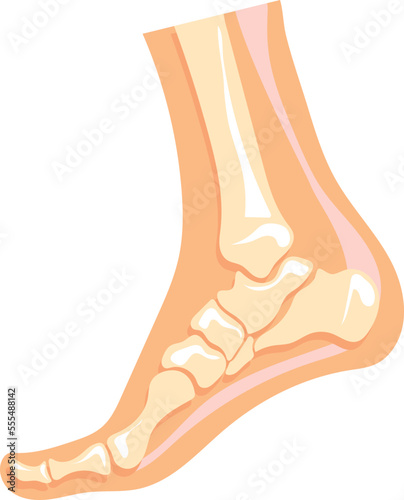 Foot bone structure. Human leg anatomy illustration