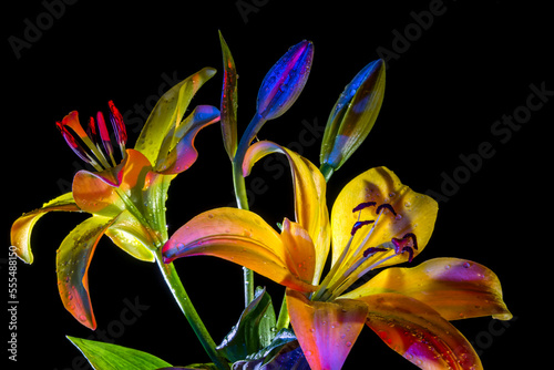 Lilies and buds glowing in bright colours against a black background; Studio photo