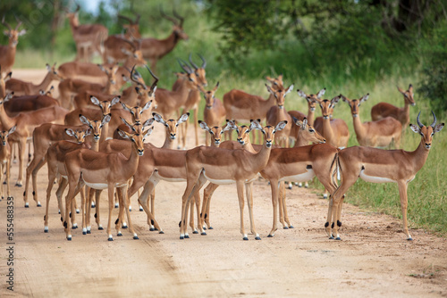 Impala Antelopes in the Kruger National Park, South Africa