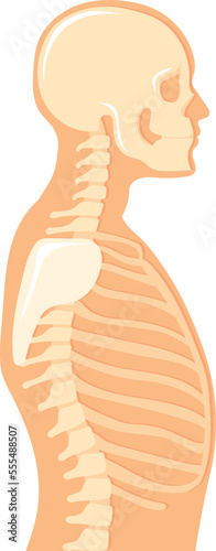 Human upper body side view. Anatomical illustration